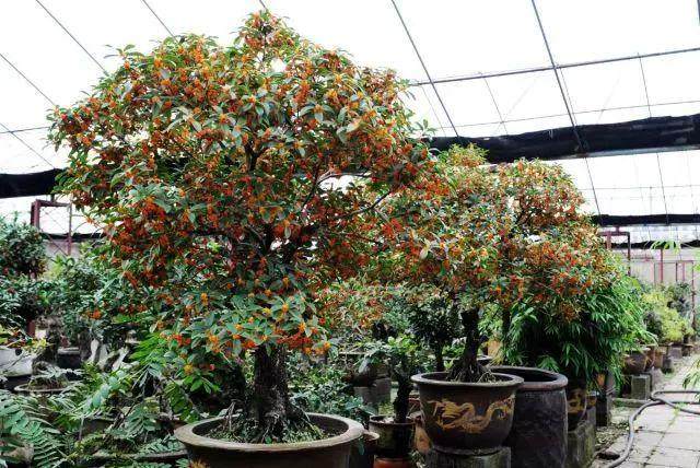 盆景观赏树苗木或成为苗木市场新风口