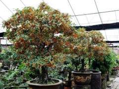 盆景观赏树苗木或成为苗木市场新风口
