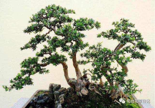 罗汉松盆景扦插时间与插条选择