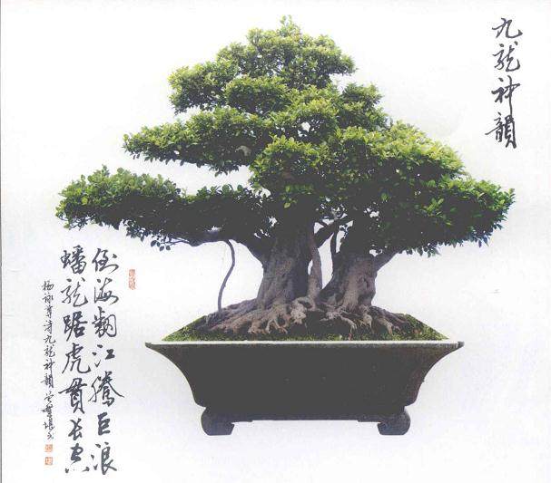 艺园阁的主人就是福建盆景艺术大师周建成