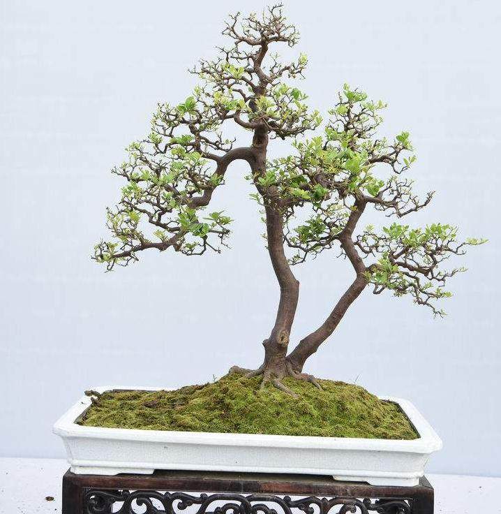 您可以通过过滤筛选盆景混合材料来缓解一些问题