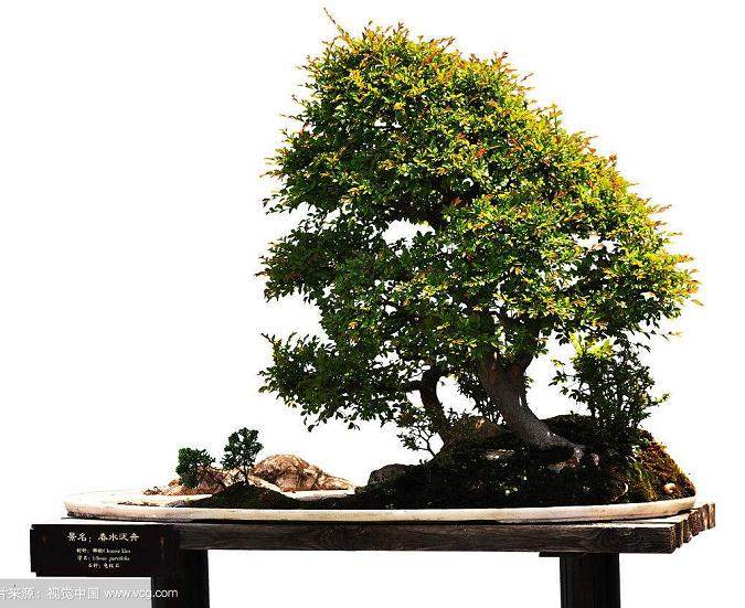 您可以通过过滤筛选盆景混合材料来缓解一些问题