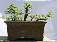 一年前 我加入波托马克盆景俱乐部