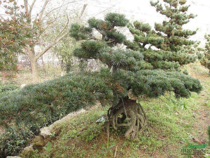 盆景病虫害红松锯蝇怎么防治的方法