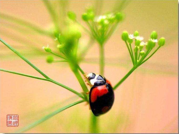 盆景病虫害红松锯蝇怎么防治的方法