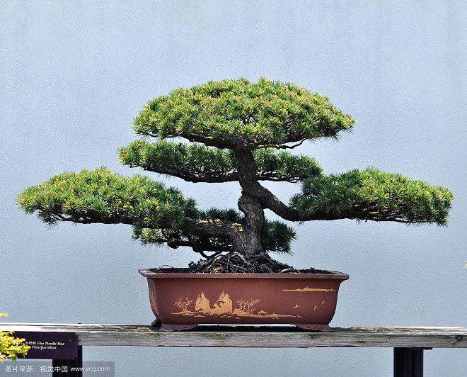 马里兰州自然中心举办了一场真柏盆景研讨会