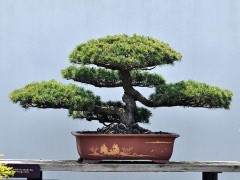 马里兰州自然中心举办了一场真柏盆景研讨会