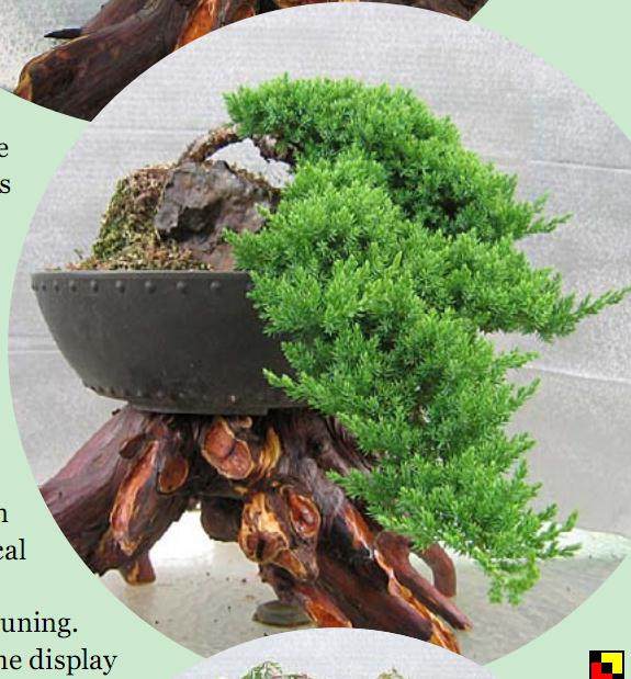 波托马克盆景协会甚至以摇滚植物为主题进行秋季研讨会