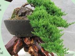 波托马克盆景协会甚至以摇滚植物为主题进行秋季研讨会