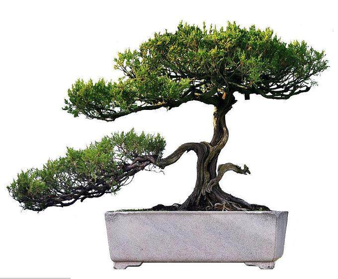 多变的天气对盆景有哪些影响?