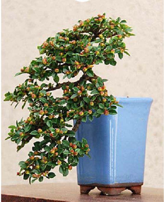 适合初学者制作盆景 -- 枸子