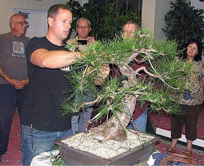 美国国家植物园举办年度波托马克盆景协会春季秀