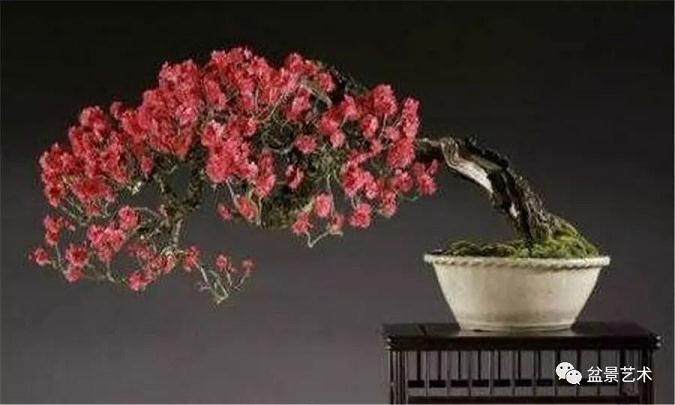 梅花盆景怎么怎么养 图片