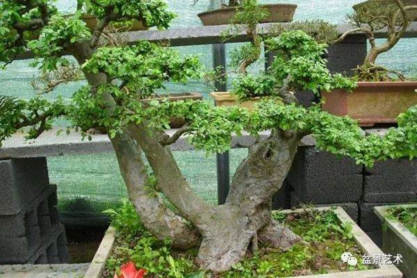 榆树盆景怎么修剪?