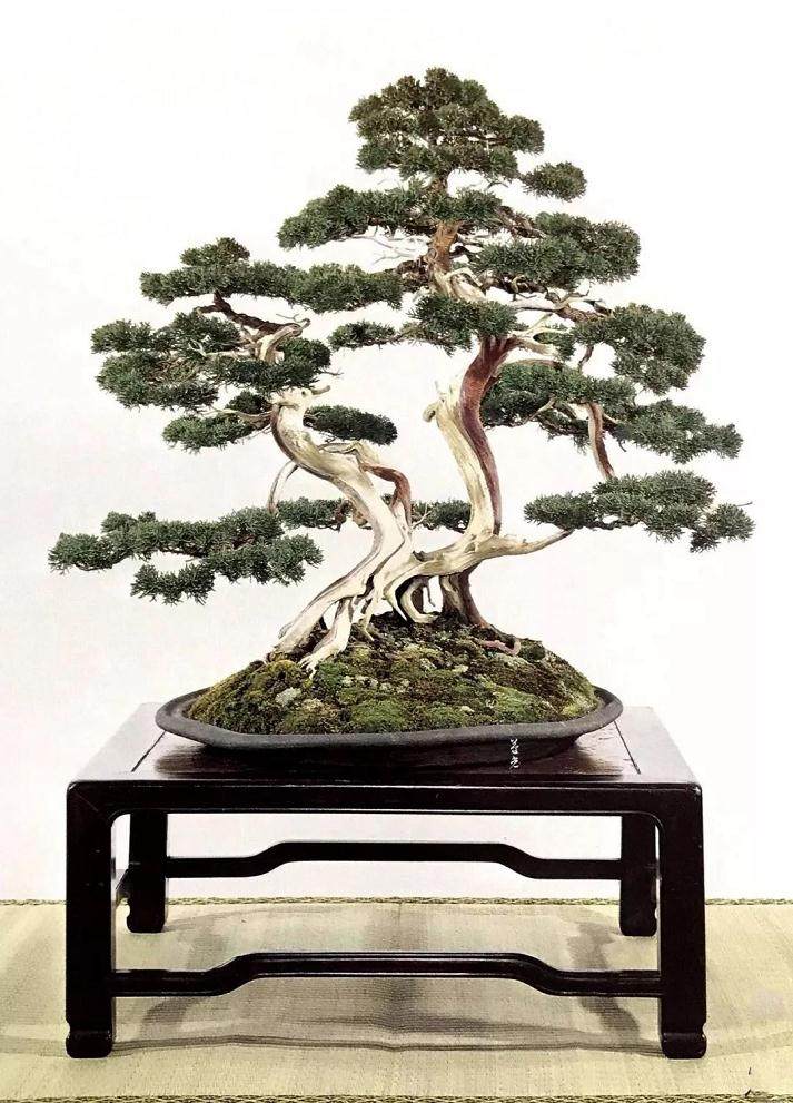 图解 制作盆景应注意点线片廓4个方面的统一