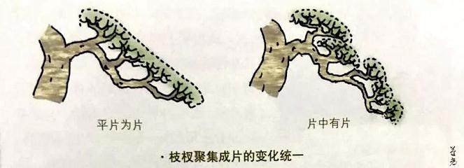 图解 制作盆景应注意点线片廓4个方面的统一