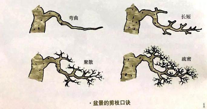 图解 制作盆景应注意点线片廓4个方面的统一