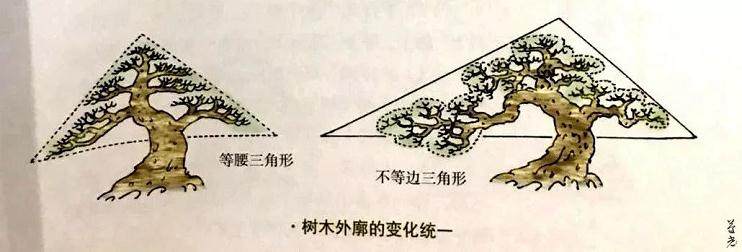 图解 制作盆景应注意点线片廓4个方面的统一