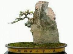 附石盆景如何固定石头 图片