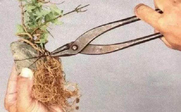 图解 怎么制作半附石盆景的8个步骤