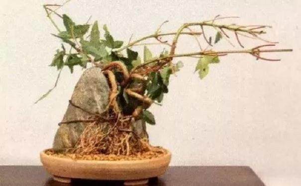 图解 怎么制作半附石盆景的8个步骤