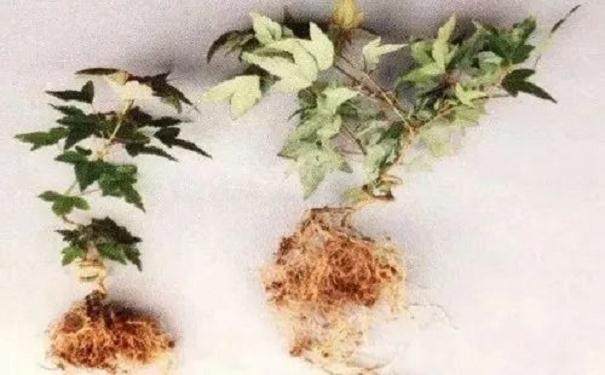 图解 怎么制作半附石盆景的8个步骤