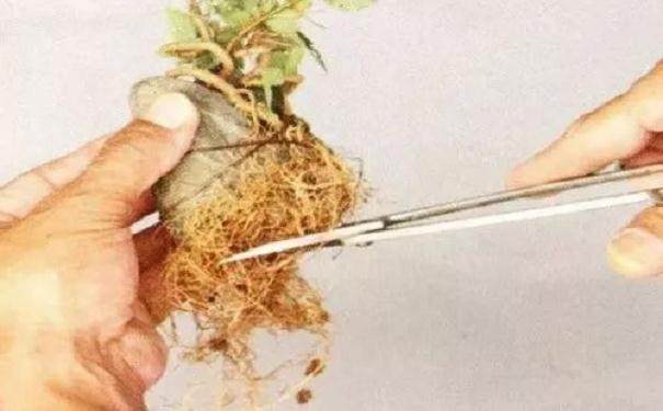 图解 怎么制作半附石盆景的8个步骤