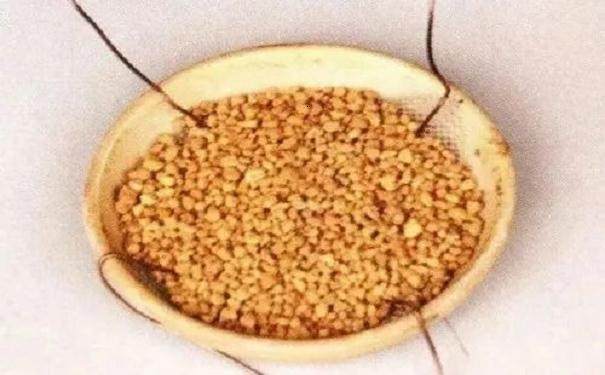 图解 怎么制作半附石盆景的8个步骤