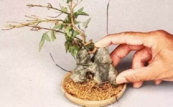 图解 怎么制作半附石盆景的8个步骤