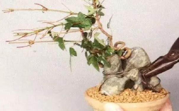 图解 怎么制作半附石盆景的8个步骤