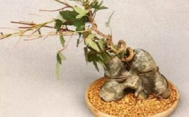 图解 怎么制作半附石盆景的8个步骤