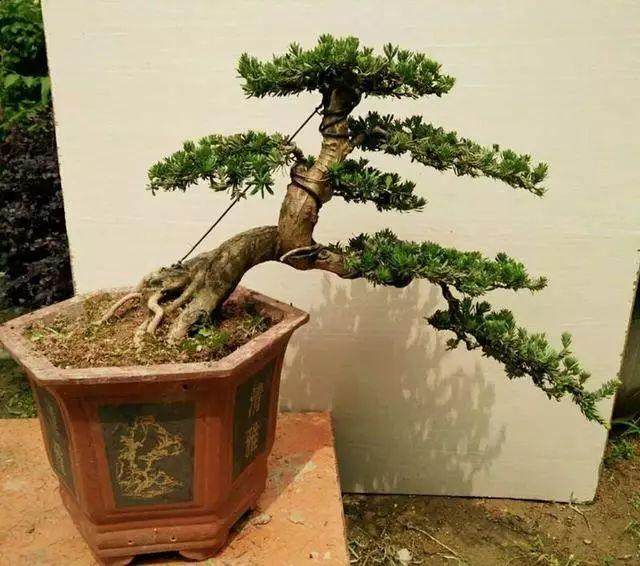 米叶罗汉松盆景怎么养?