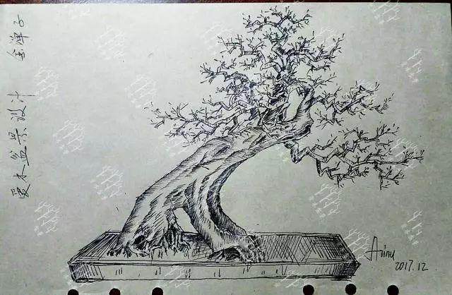 如何给金弹子盆景造型设计?