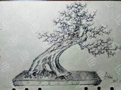 如何给金弹子盆景造型设计