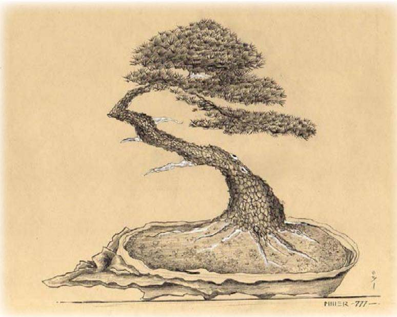 美国盆景的造型风格