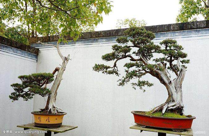 美国盆景学会在纽约萨拉托加斯普林斯举办学习研讨会