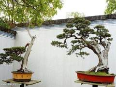 美国盆景学会在纽约萨拉托加斯普林斯举办学习研讨会