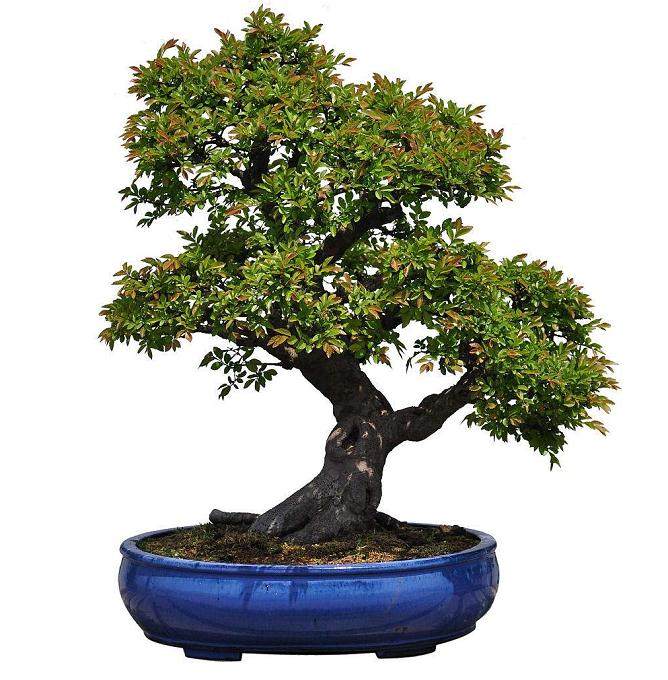 作为波托马克盆景协会会长要专注于盆景艺术的推广