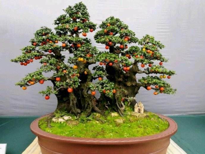 2015年美国盆景学会学习研讨会