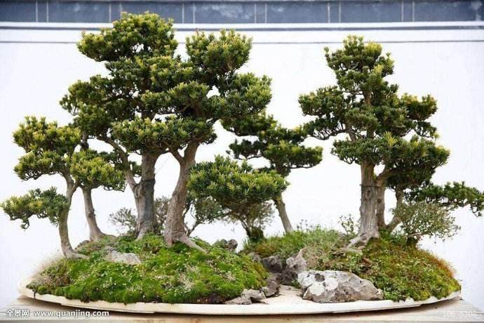 波托马克盆景协会俱乐部