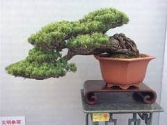 不要让树看起来像盆景 而是让盆景看起来像一棵树