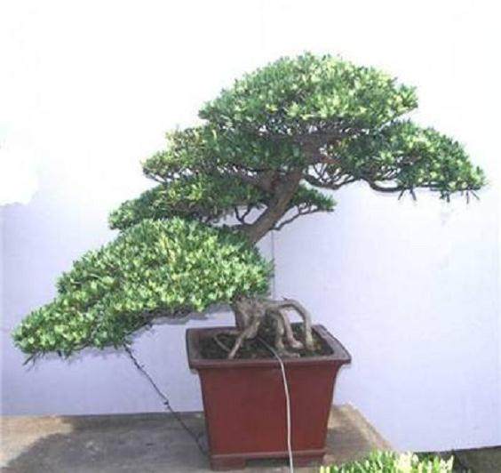 讲师定期在中国馆内参观波托马克盆景