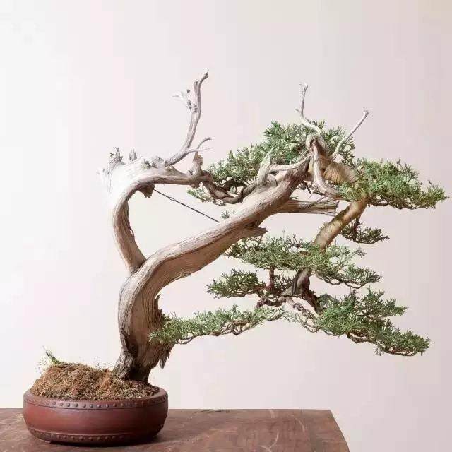 几个波托马克盆景协会俱乐部的朋友都在那里