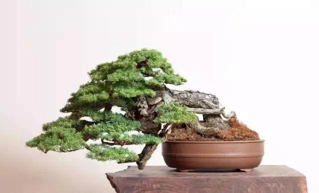 几个波托马克盆景协会俱乐部的朋友都在那里