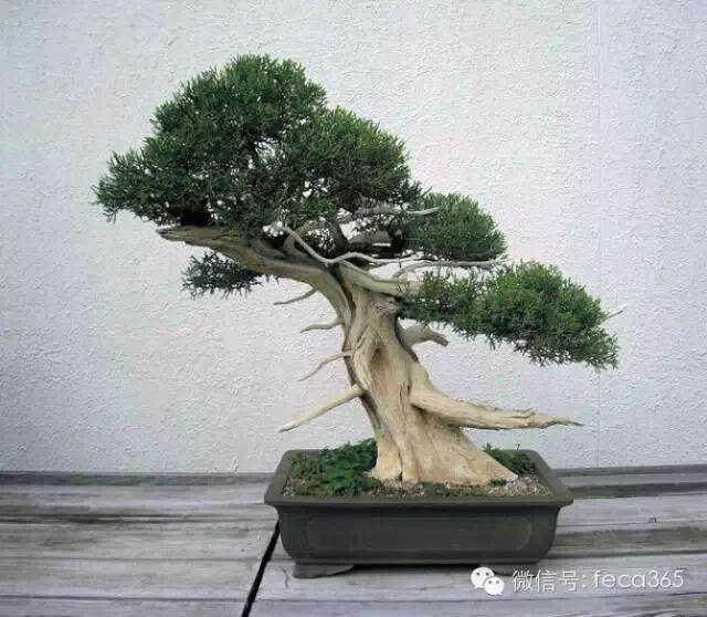 几个波托马克盆景协会俱乐部的朋友都在那里