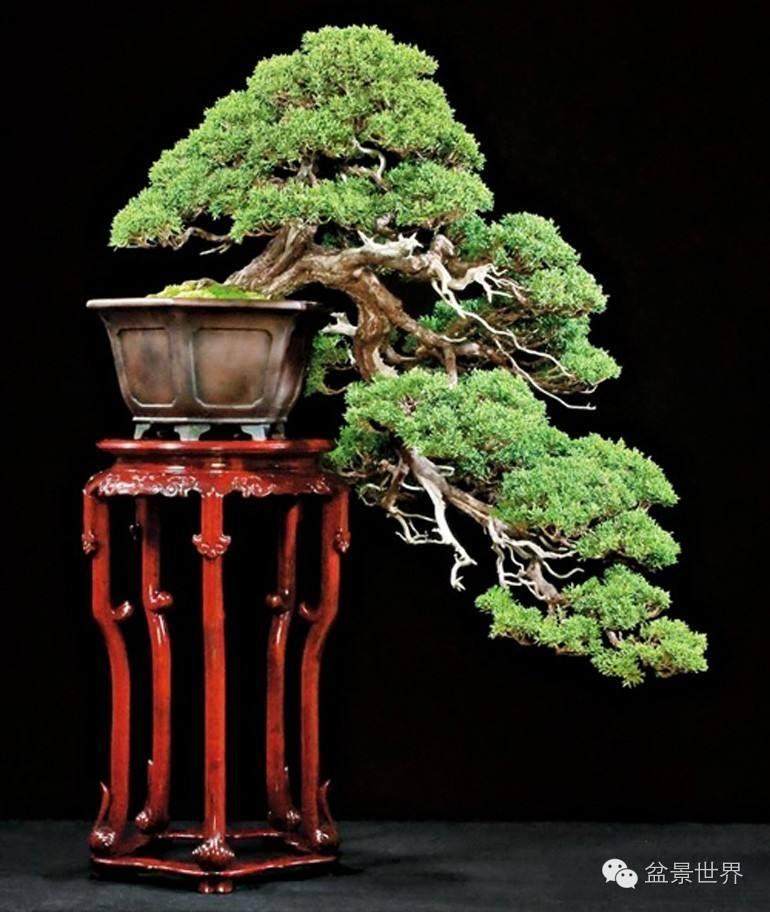 我希望附带的图片有助于说明我对盆景构图的改进