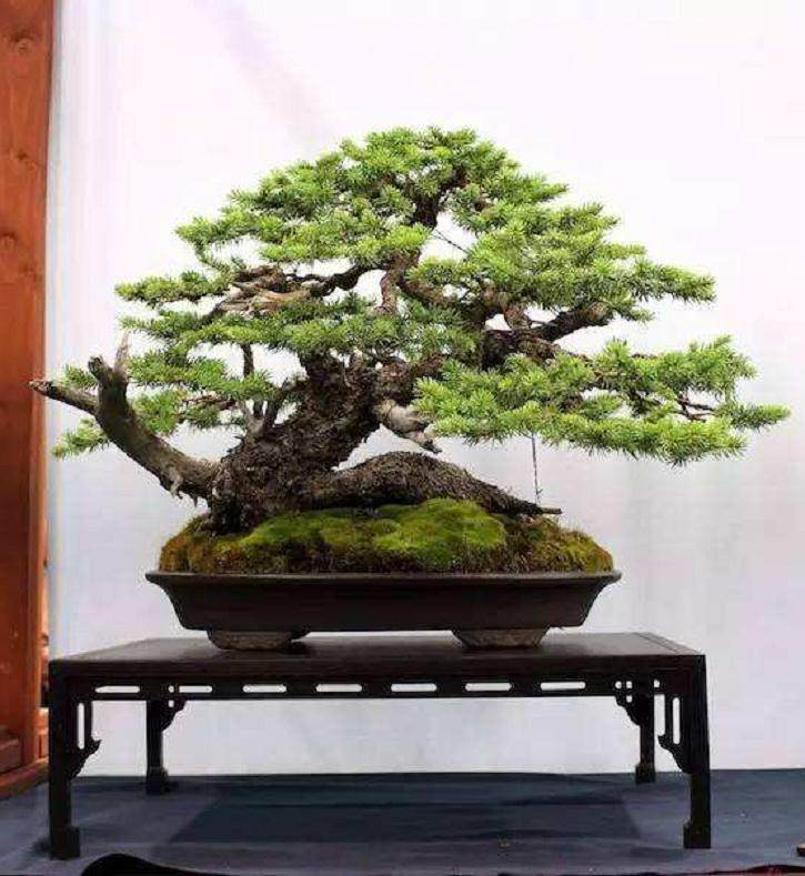 波托马克盆景协会