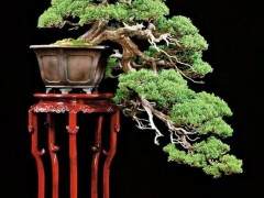 我希望附带的图片有助于我对盆景构图的改进