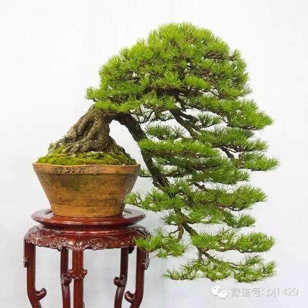 我们正在安排并完成波托马克盆景协会春节