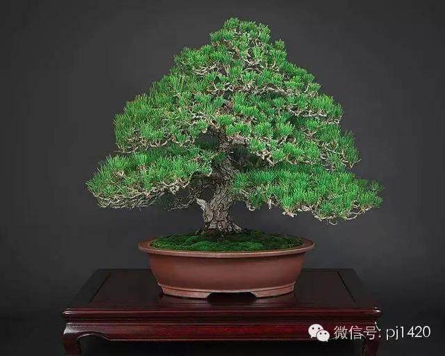 盆景初学者最易犯的12个错误